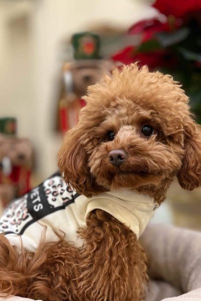 Hunny Pets UGC social
