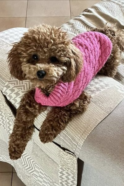 Hunny Pets UGC social