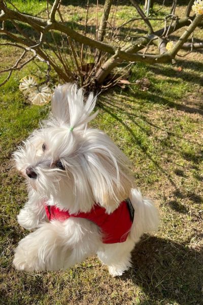 Hunny Pets UGC social