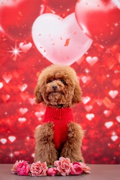 Hunny Pets UGC social