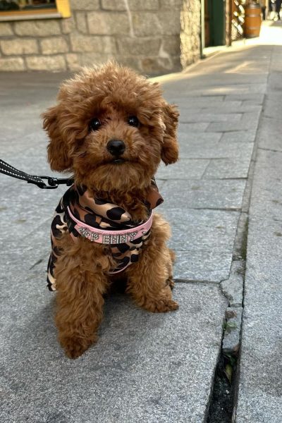 Hunny Pets UGC social