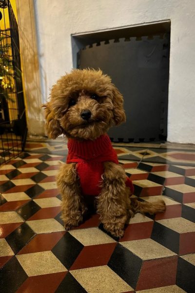 Hunny Pets UGC social