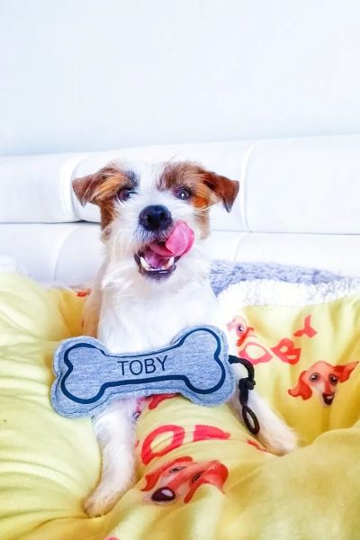 Hunny Pets UGC social
